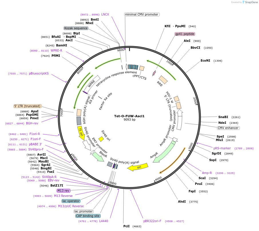 27150-plasmid-map-sequence-id-364496