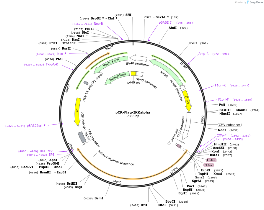 15467-plasmid-map-sequence-id-364499