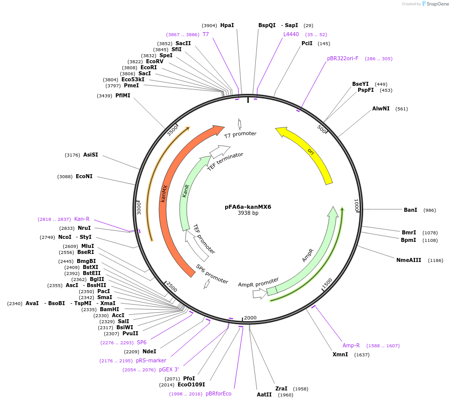 39296-plasmid-map-sequence-id-364511