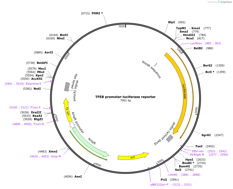 66801-plasmid-map-sequence-id-364512