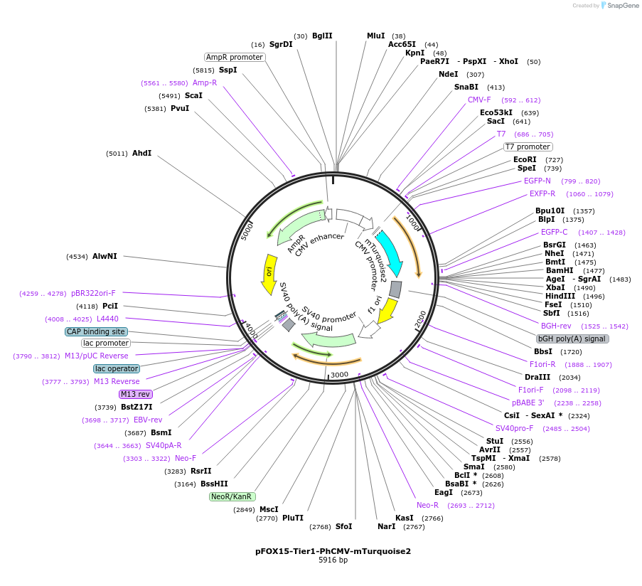 169512-plasmid-map-sequence-id-364516