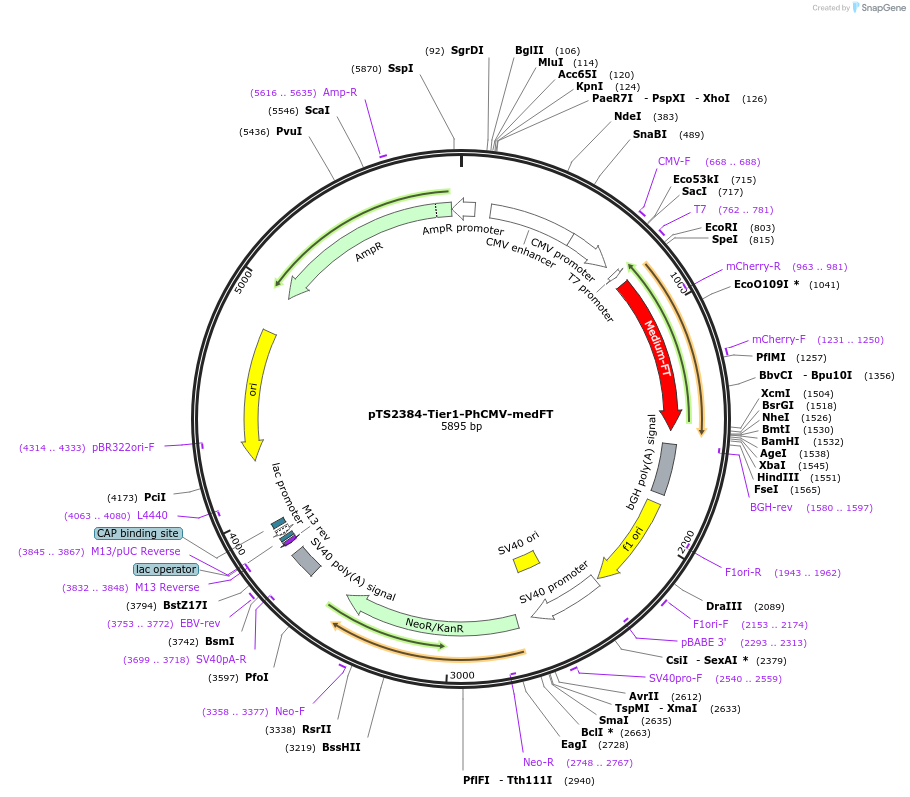 169517-plasmid-map-sequence-id-364517