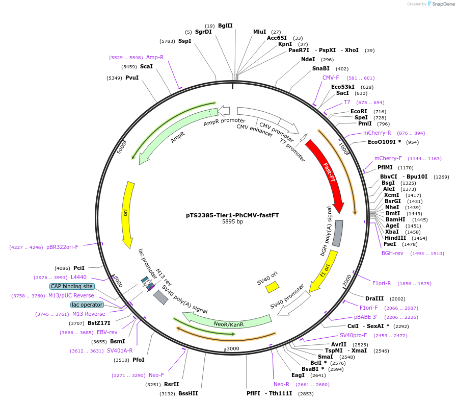 169518-plasmid-map-sequence-id-364518