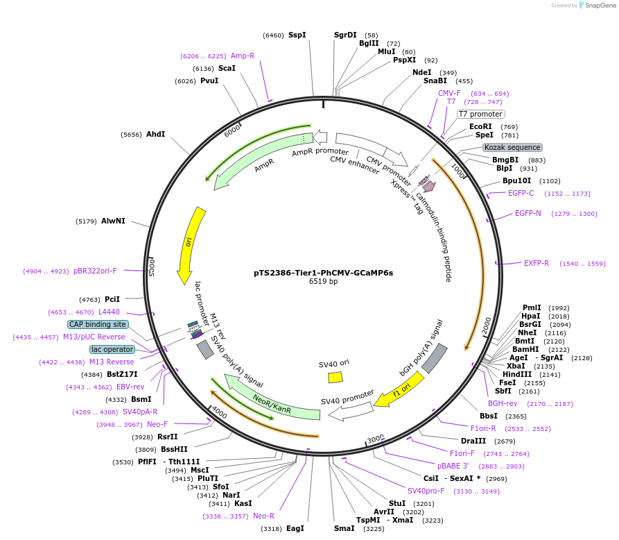 169519-plasmid-map-sequence-id-364520