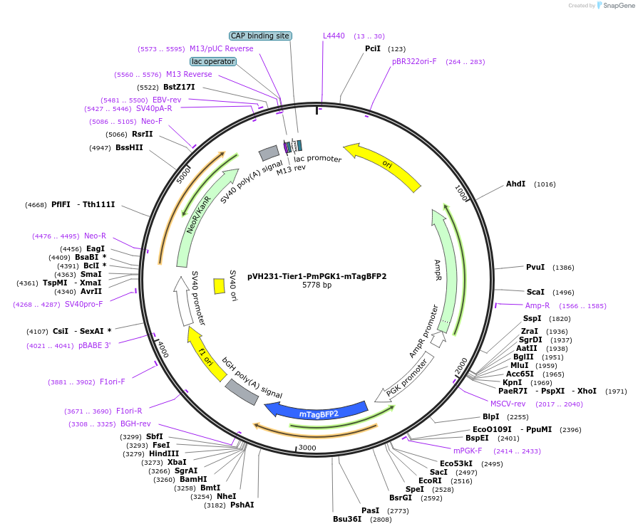 169520-plasmid-map-sequence-id-364521
