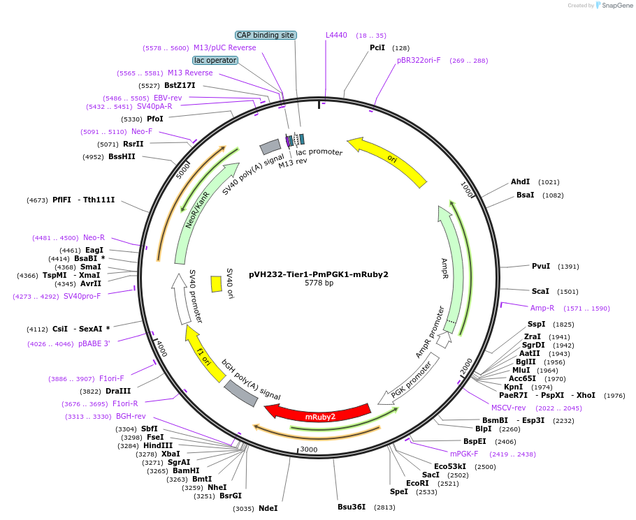 169523-plasmid-map-sequence-id-364522