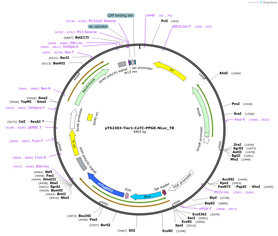 169548-plasmid-map-sequence-id-364524