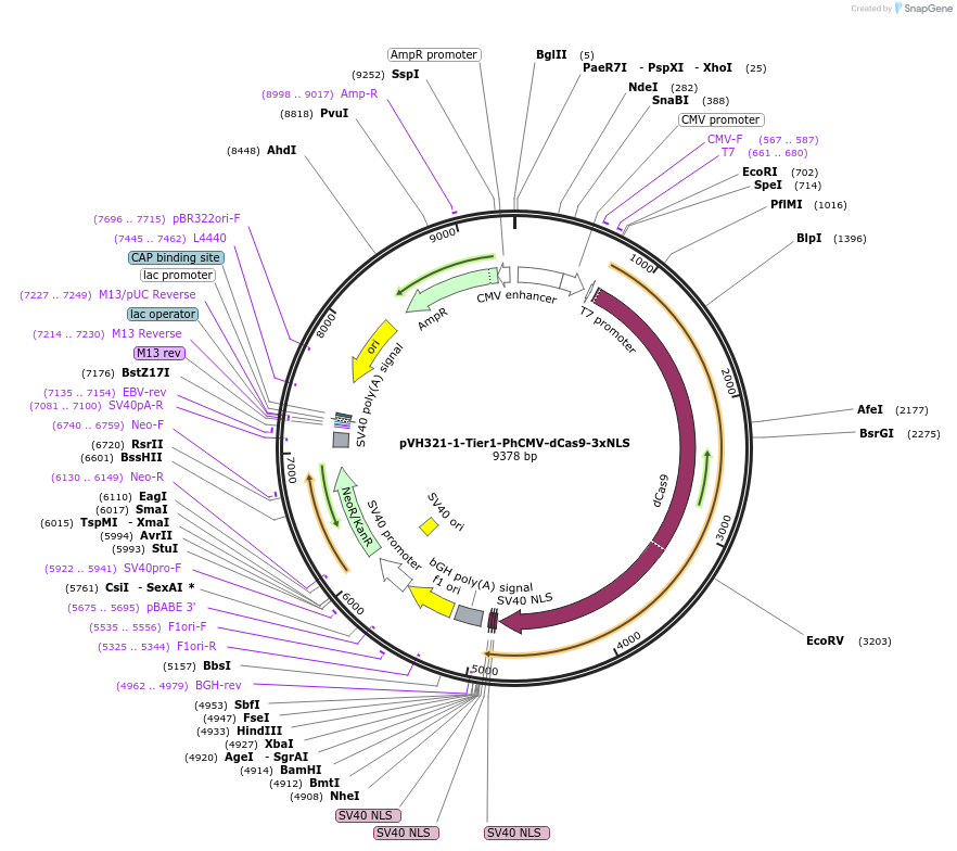 169595-plasmid-map-sequence-id-364527