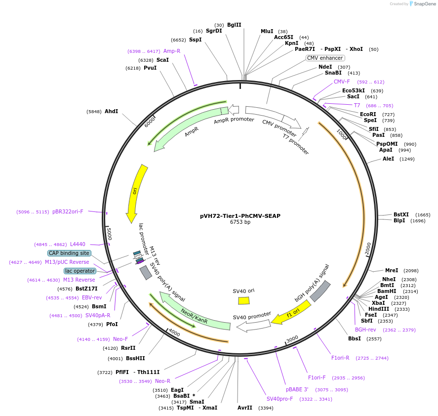 169560-plasmid-map-sequence-id-364529