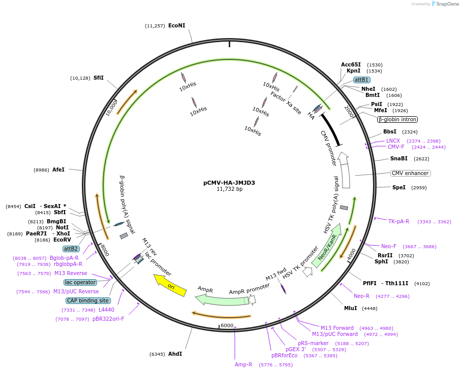 24167-plasmid-map-sequence-id-364530