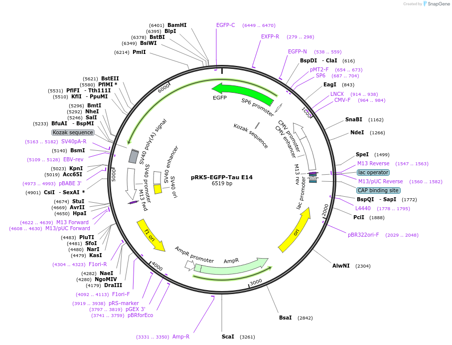 46907-plasmid-map-sequence-id-364531