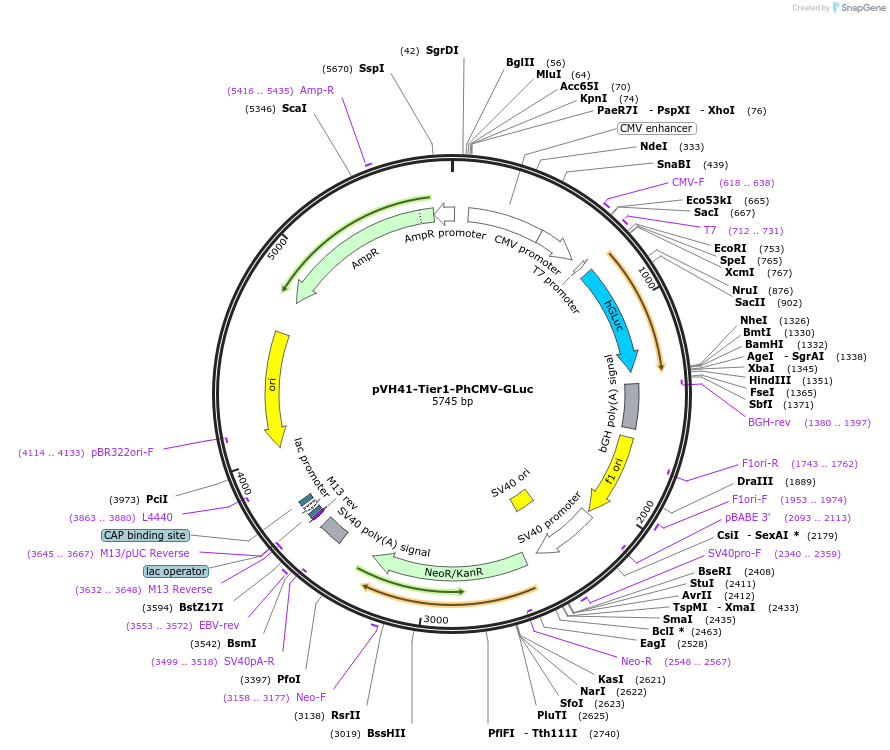 169544-plasmid-map-sequence-id-364534