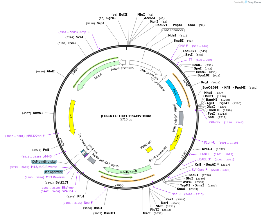 169545-plasmid-map-sequence-id-364535