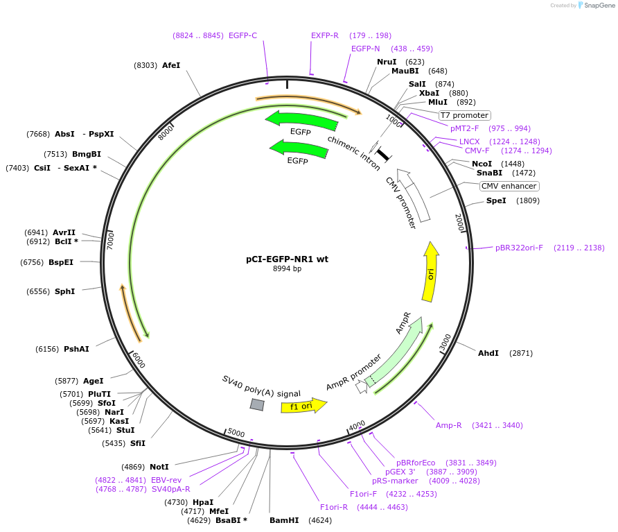 45446-plasmid-map-sequence-id-364538