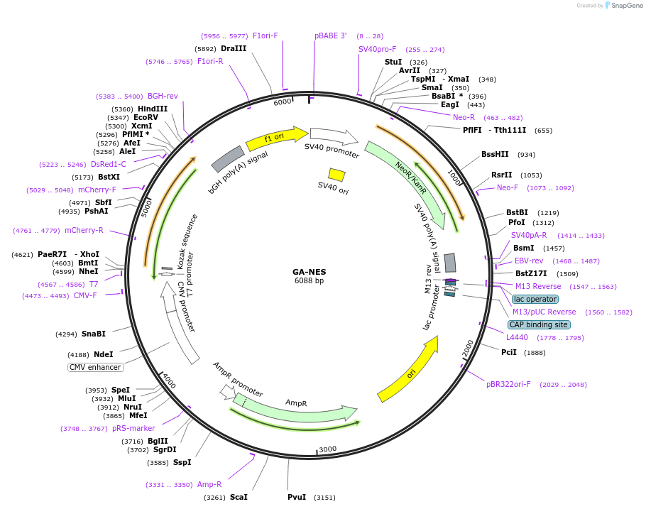 61018-plasmid-map-sequence-id-364540