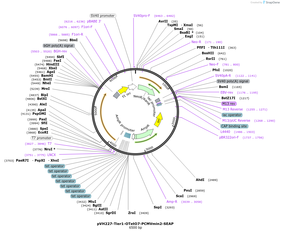 169563-plasmid-map-sequence-id-364543