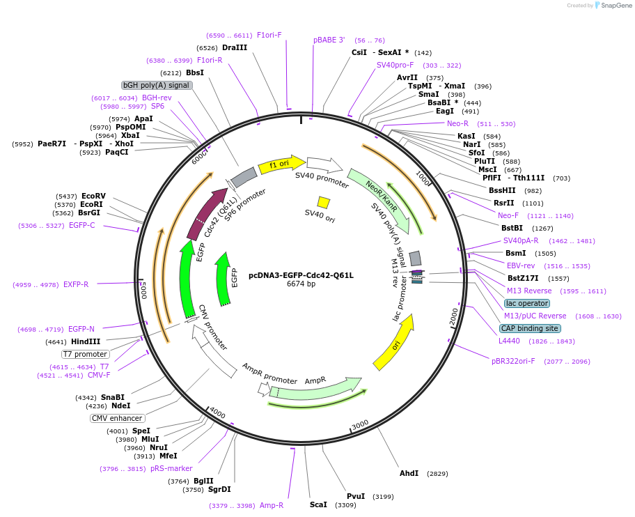 12986-plasmid-map-sequence-id-364545