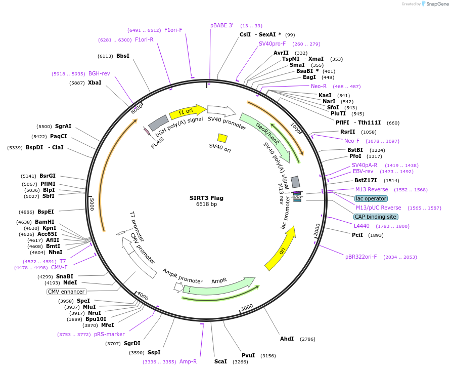 13814-plasmid-map-sequence-id-364548