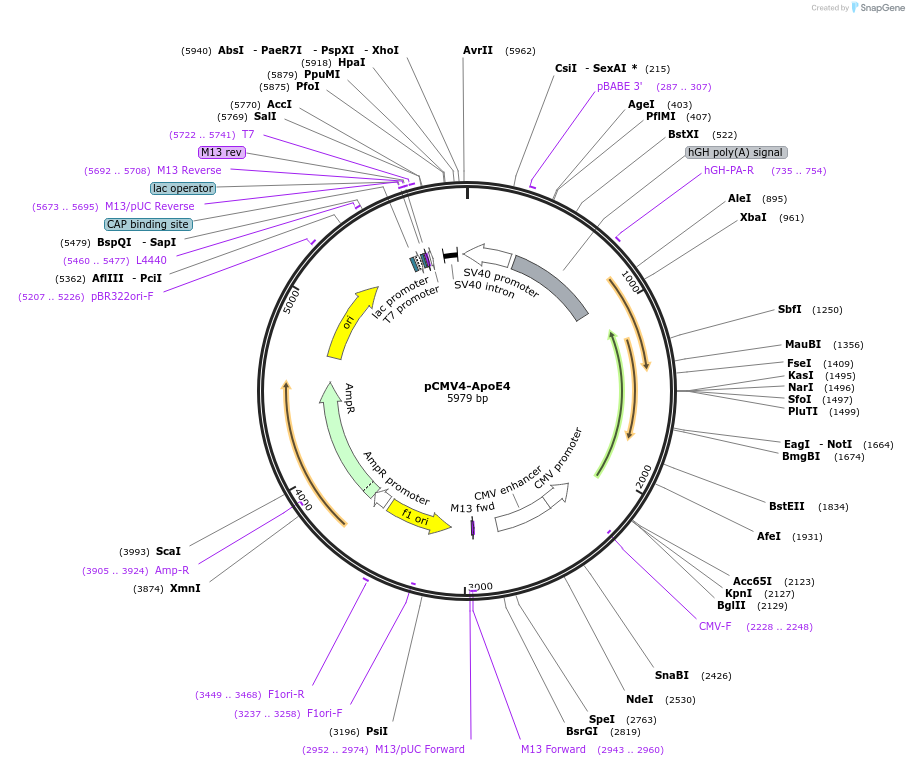 87087-plasmid-map-sequence-id-364549
