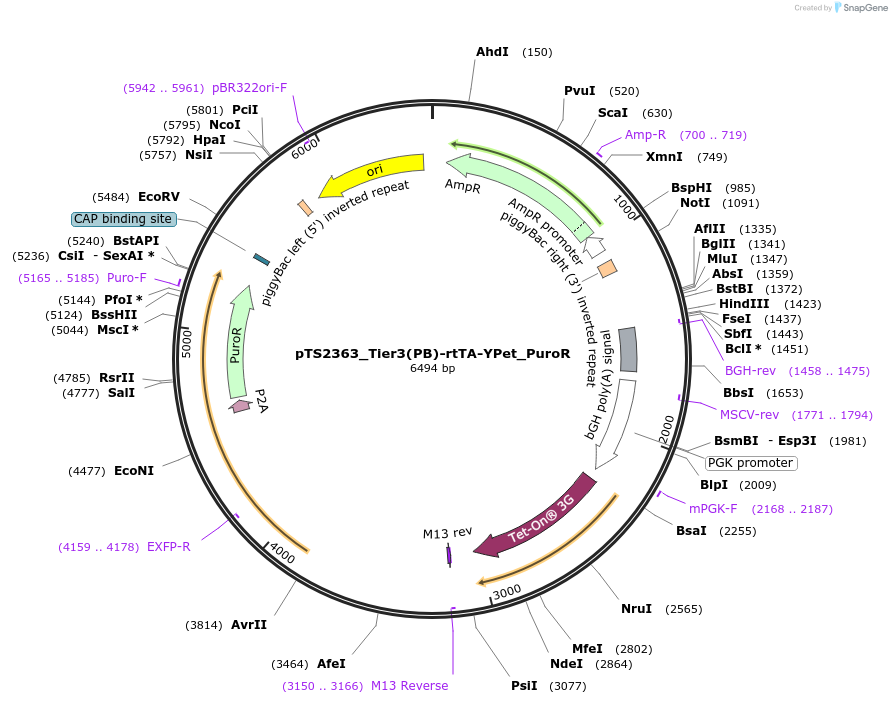 169659-plasmid-map-sequence-id-364557