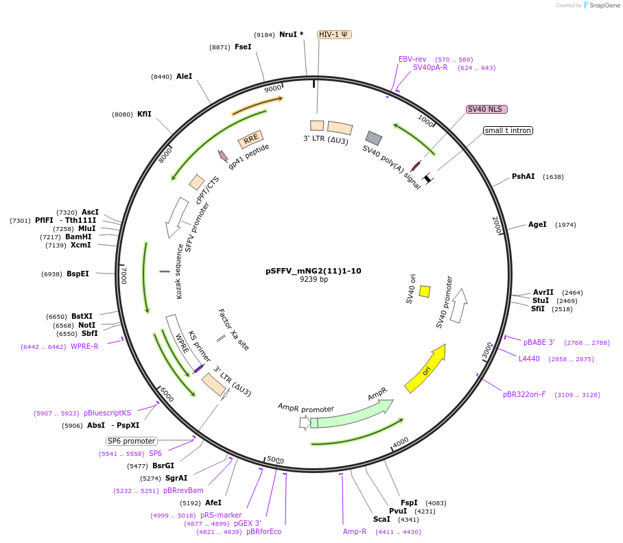 82610-plasmid-map-sequence-id-364561