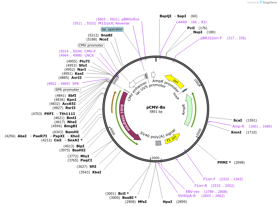 51552-plasmid-map-sequence-id-364562
