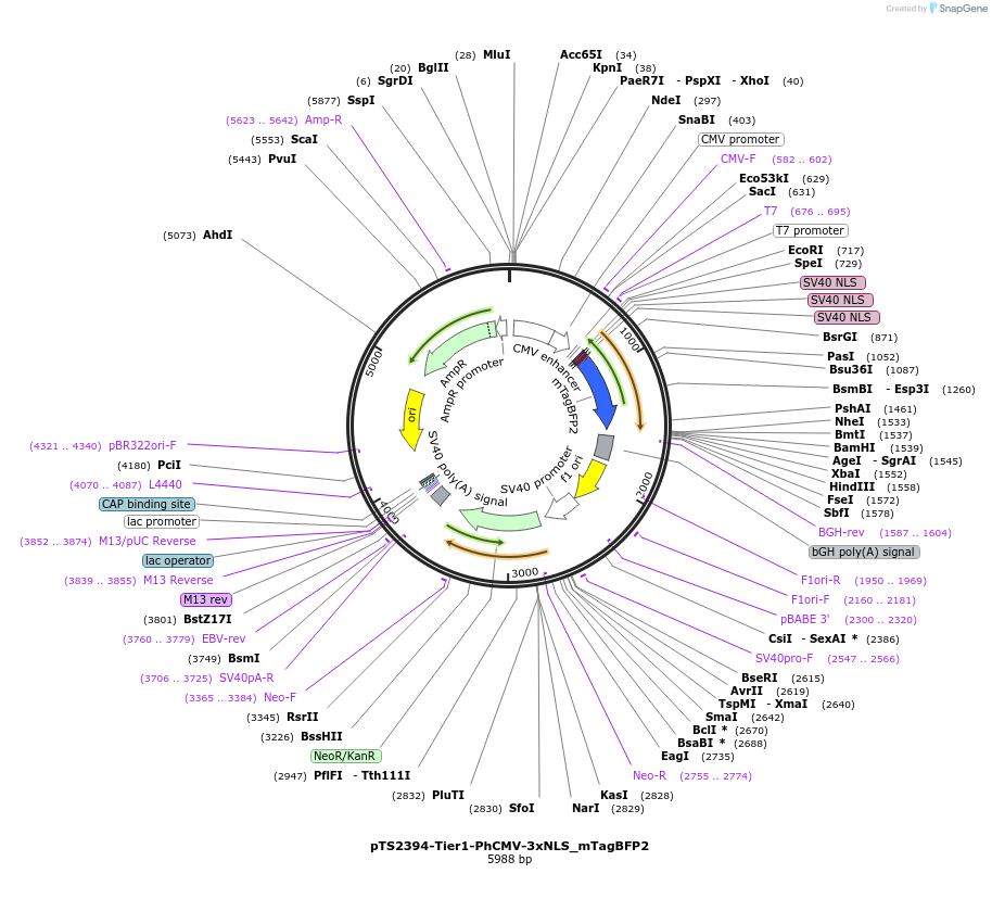 169531-plasmid-map-sequence-id-364563