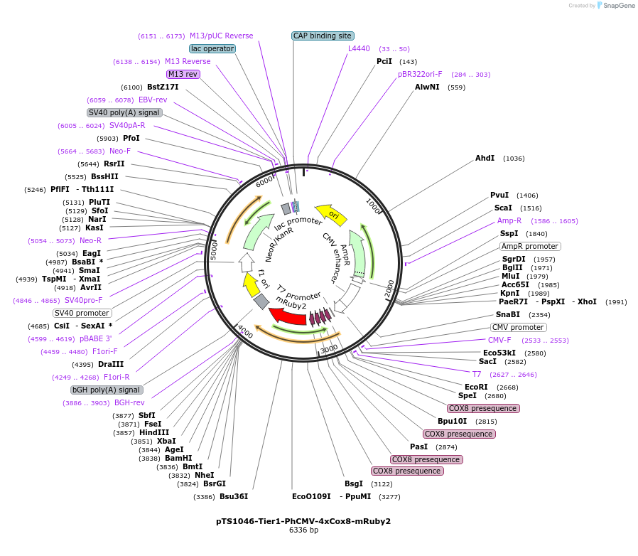 169537-plasmid-map-sequence-id-364564