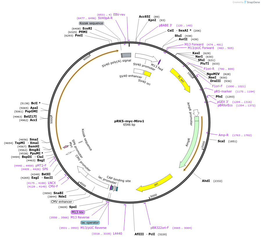 47888-plasmid-map-sequence-id-364565