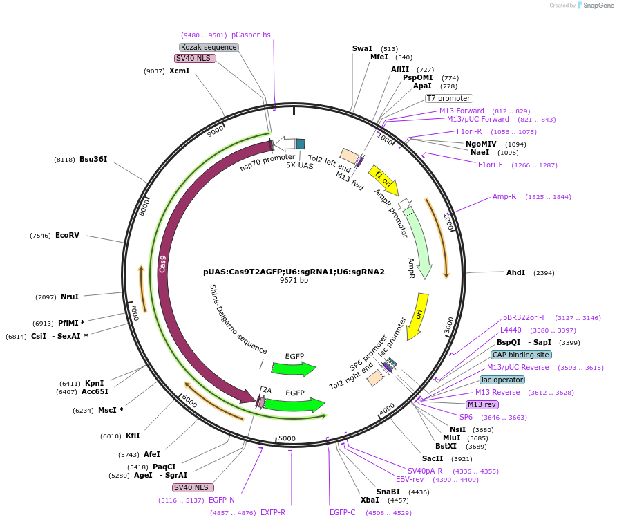 74009-plasmid-map-sequence-id-364568
