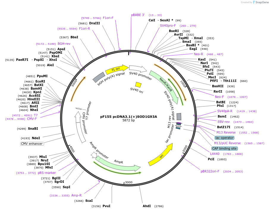 26401-plasmid-map-sequence-id-364570