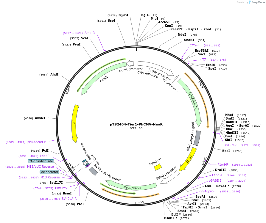 169496-plasmid-map-sequence-id-364590