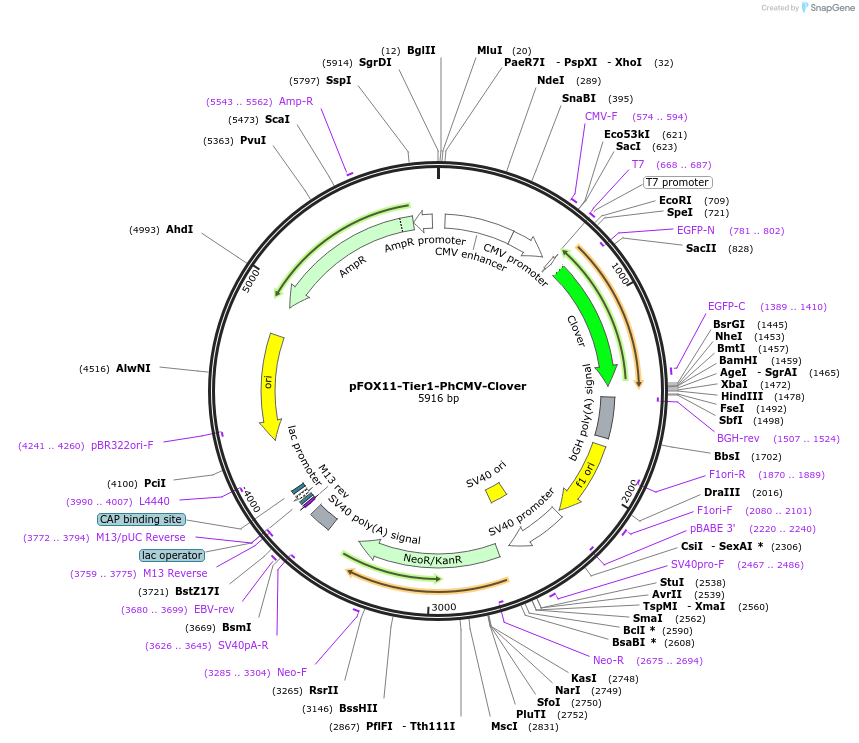 169508-plasmid-map-sequence-id-364592