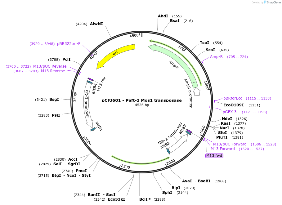 34874-plasmid-map-sequence-id-364593