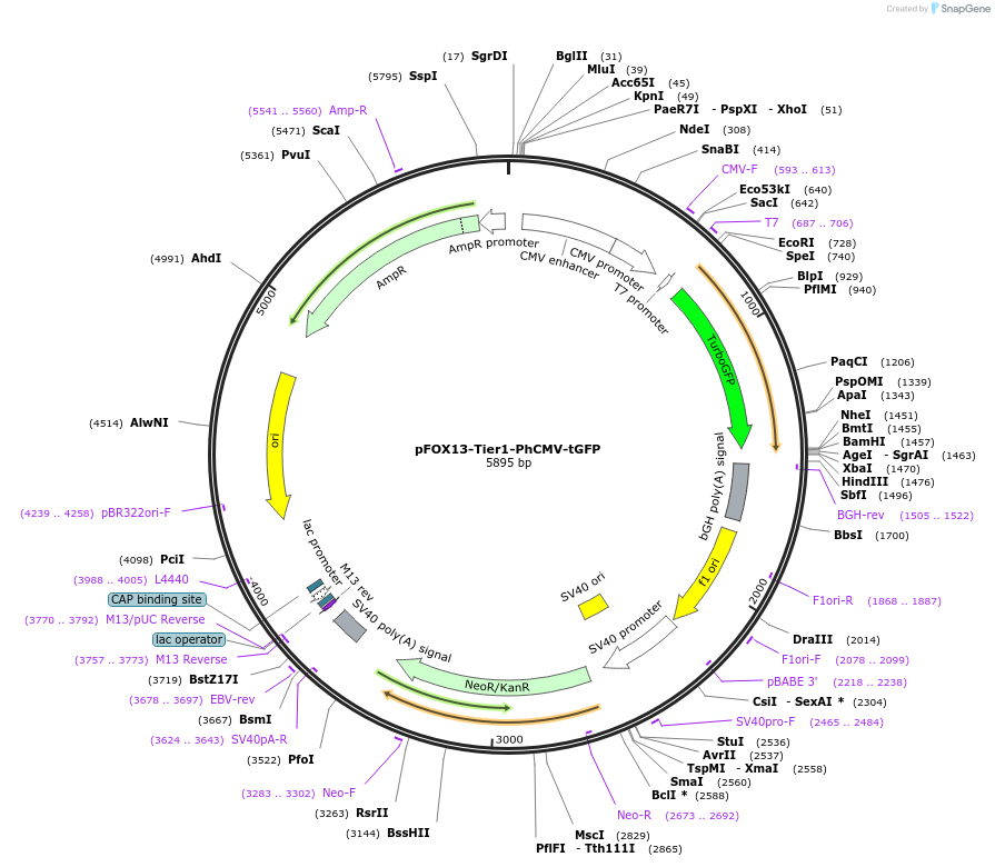 169510-plasmid-map-sequence-id-364599