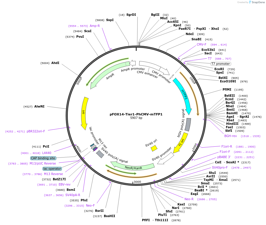 169511-plasmid-map-sequence-id-364604