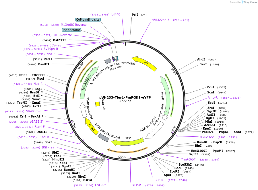 169522-plasmid-map-sequence-id-364605