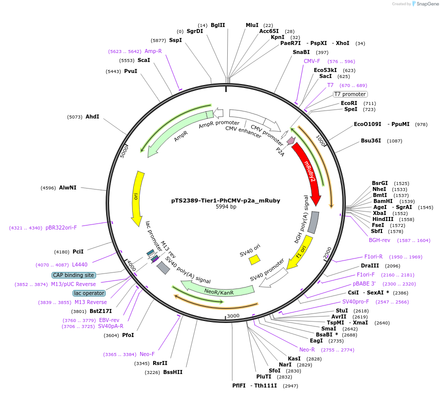 169526-plasmid-map-sequence-id-364606