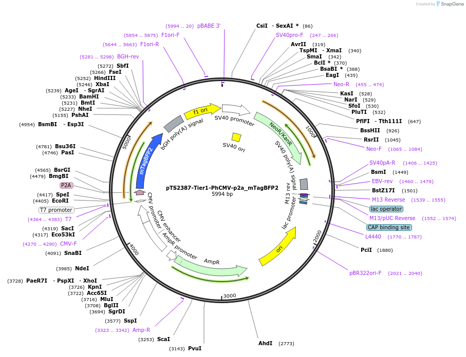 169524-plasmid-map-sequence-id-364607
