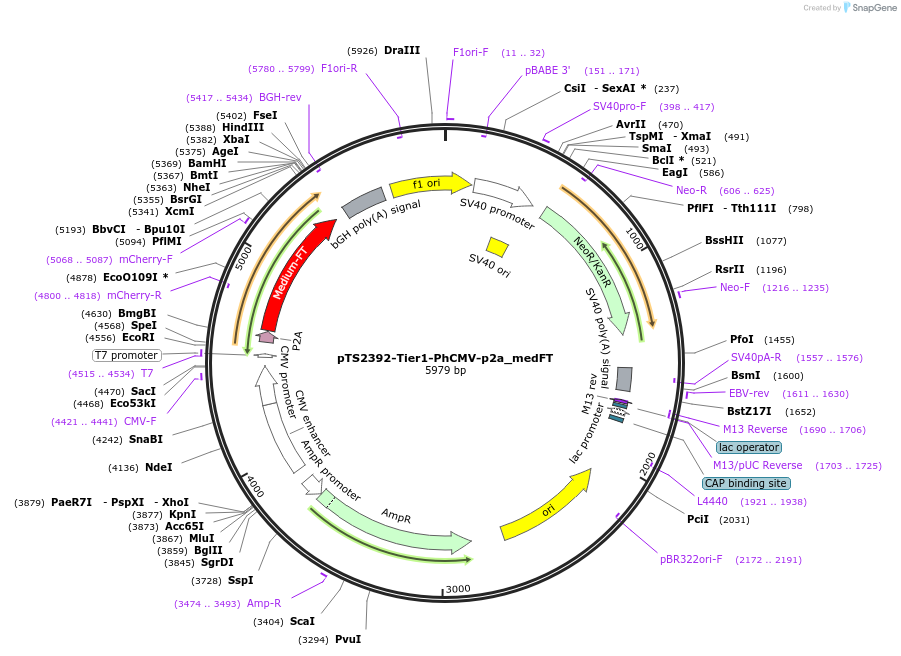 169529-plasmid-map-sequence-id-364611