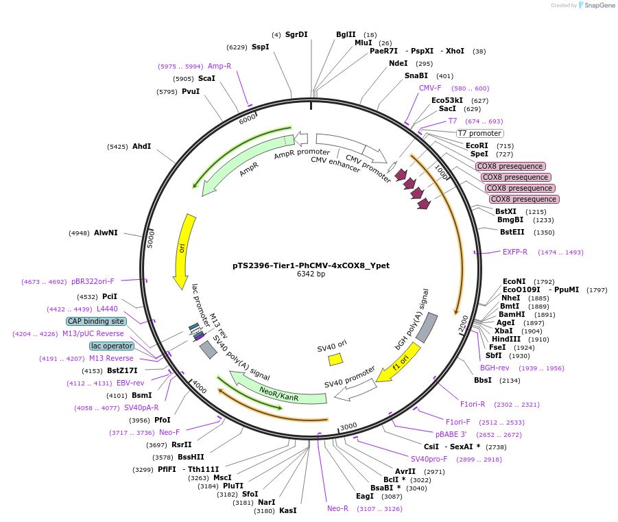 169534-plasmid-map-sequence-id-364614