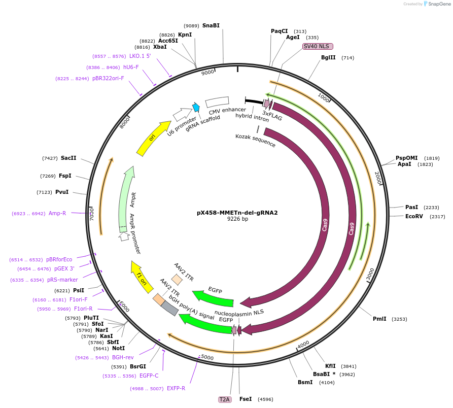 185007-plasmid-map-sequence-id-364643