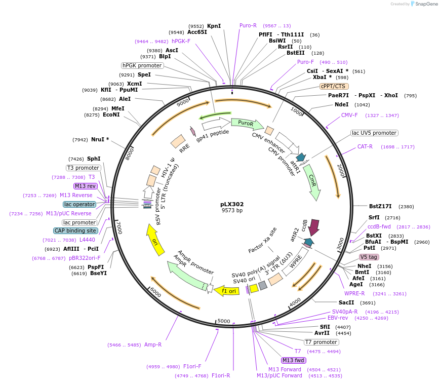25896-plasmid-map-sequence-id-364646