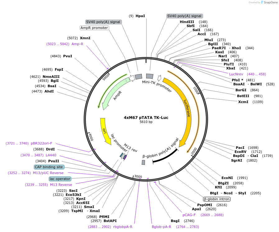 8688-plasmid-map-sequence-id-364650