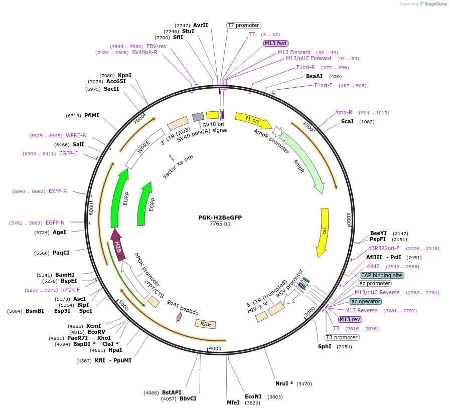 21210-plasmid-map-sequence-id-364657