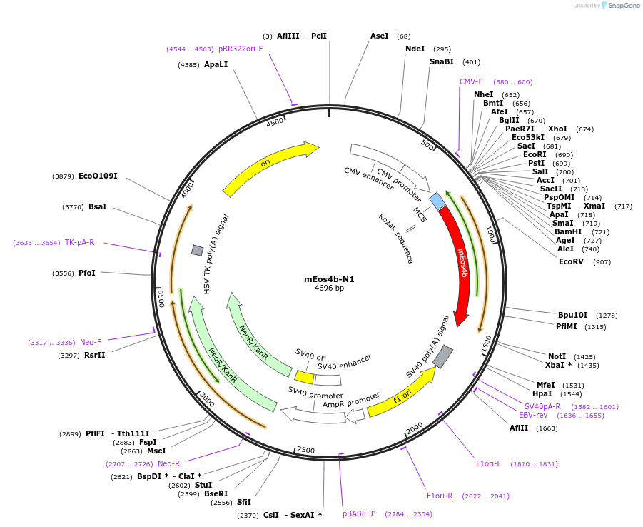54814-plasmid-map-sequence-id-364664