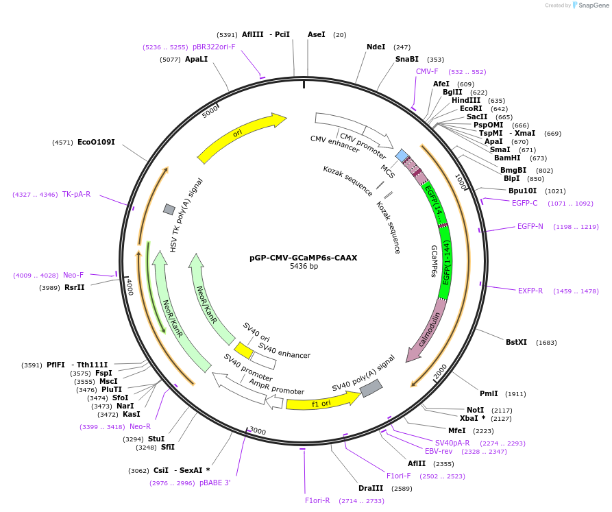 52228-plasmid-map-sequence-id-364667
