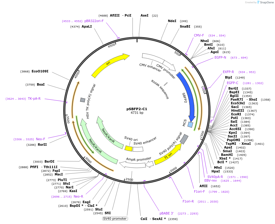 22880-plasmid-map-sequence-id-364668