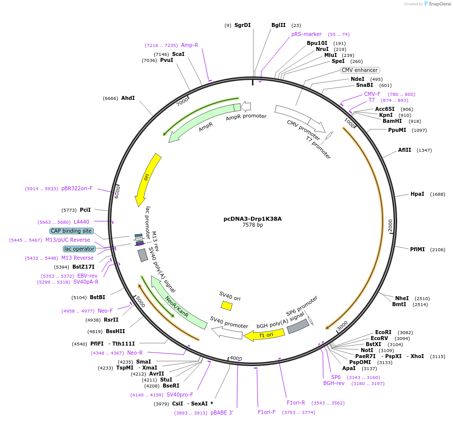 45161-plasmid-map-sequence-id-364673