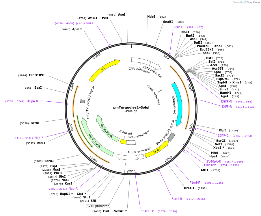 36205-plasmid-map-sequence-id-364680